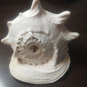 Sea Shell White Decorative  Heavy With  Beautiful Detail And Colors